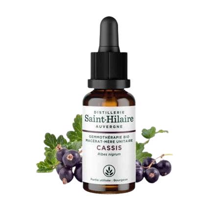 Ecohesens - Wholesale Tincture - Organic Blackcurrant Macerate - 30 ml - Saint-Hilaire