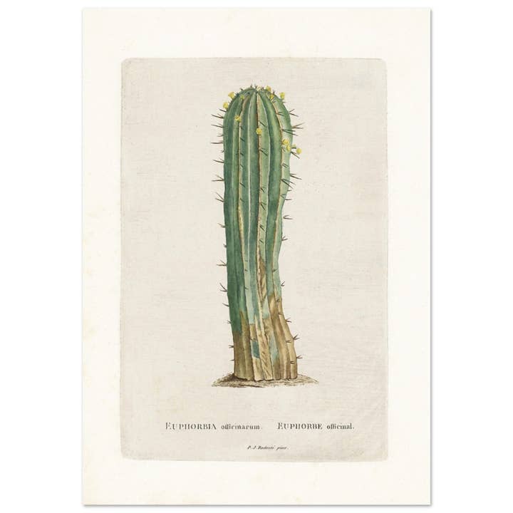 Euphorbe for engroshandel hos Maison de Paloma