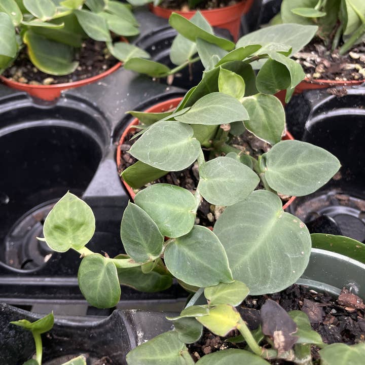 Thorsen's Greenhouse - Wholesale Live Plant - Rhaphidophora Korthalsii - Shingle Plant - 4" Live Plant2