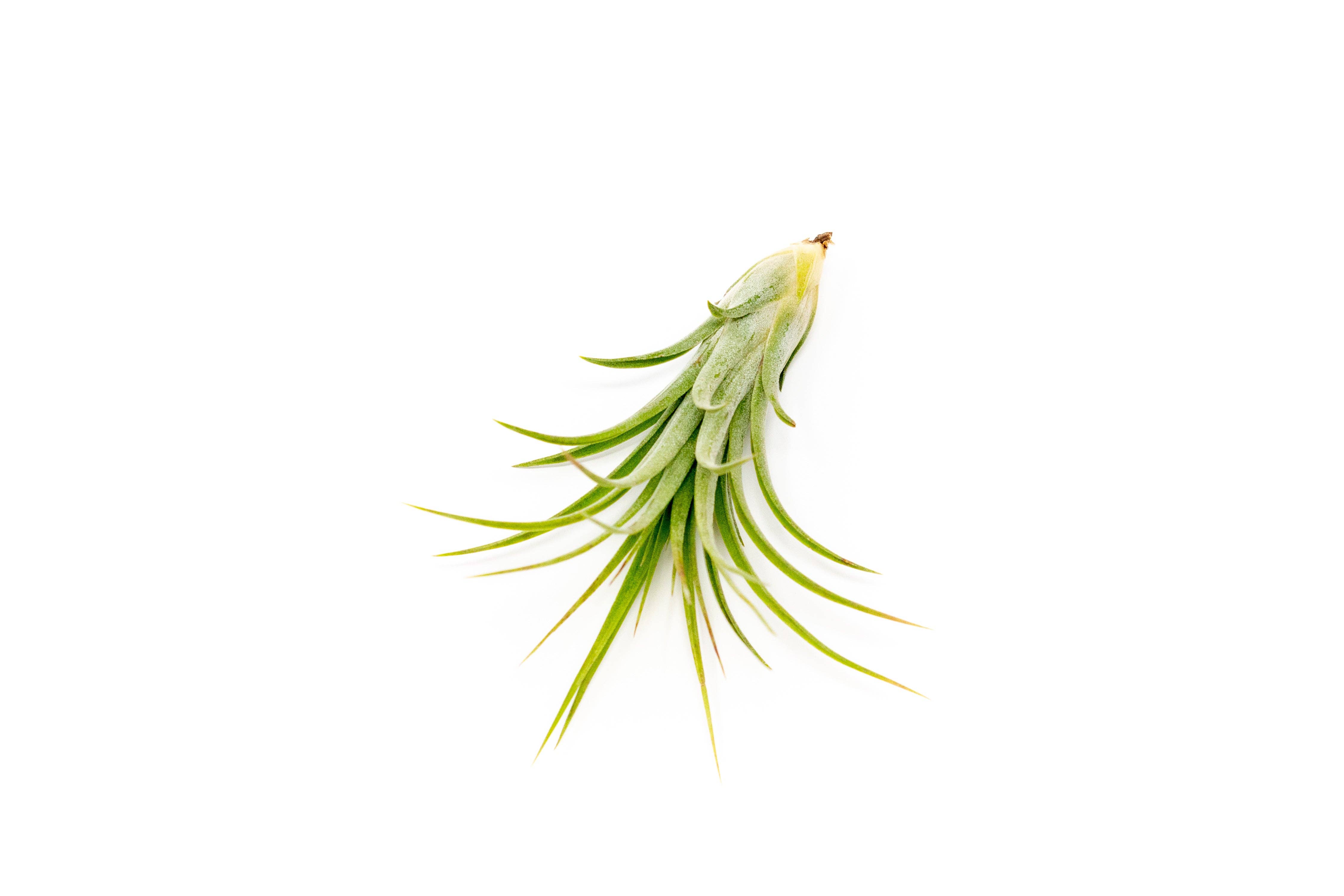 Air Plant Shop - Wholesale Live Plant - Tillandsia Victoriana Air Plants1