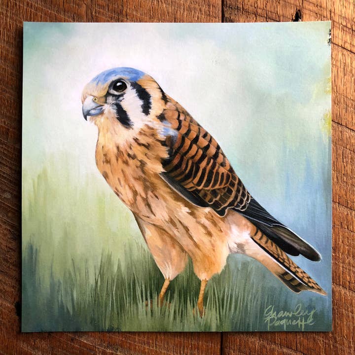 Amy Shawley Paquette - Wholesale Art Print - American Kestrel - Fine Art Print, 8x8 inches
