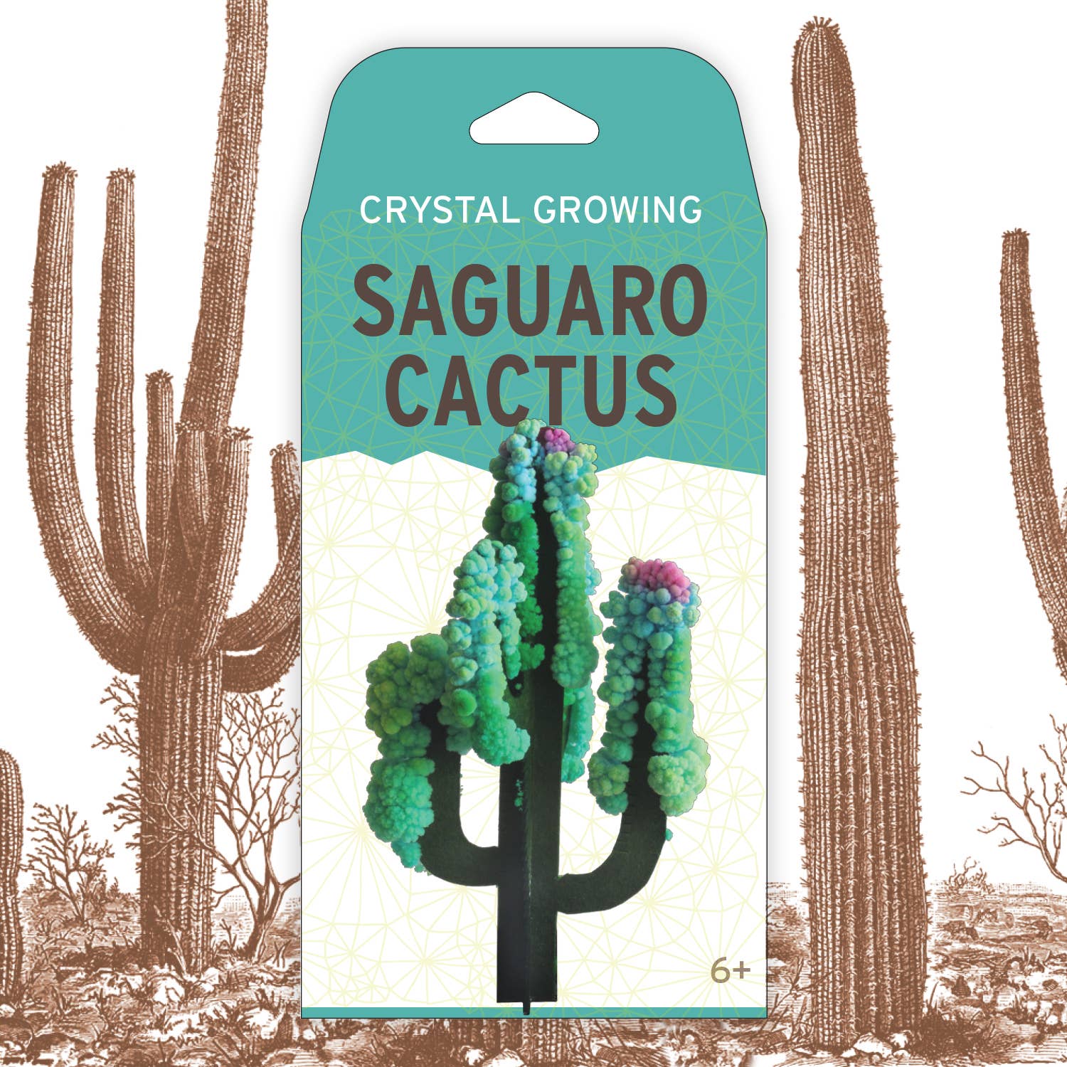 Copernicus Toys – wholesale DIY craft kit – Crystal Growing Saguaro Cactus | 
Craft Kit Science Kit1