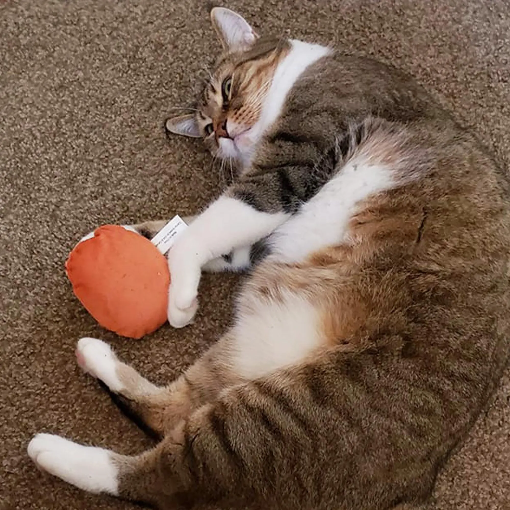 SmarterPaw | Meowijuana & Doggijuana – wholesale Leksak - Katt – Meowijuana® Get Baked Cookie Påfyllningsbar Kattleksak8