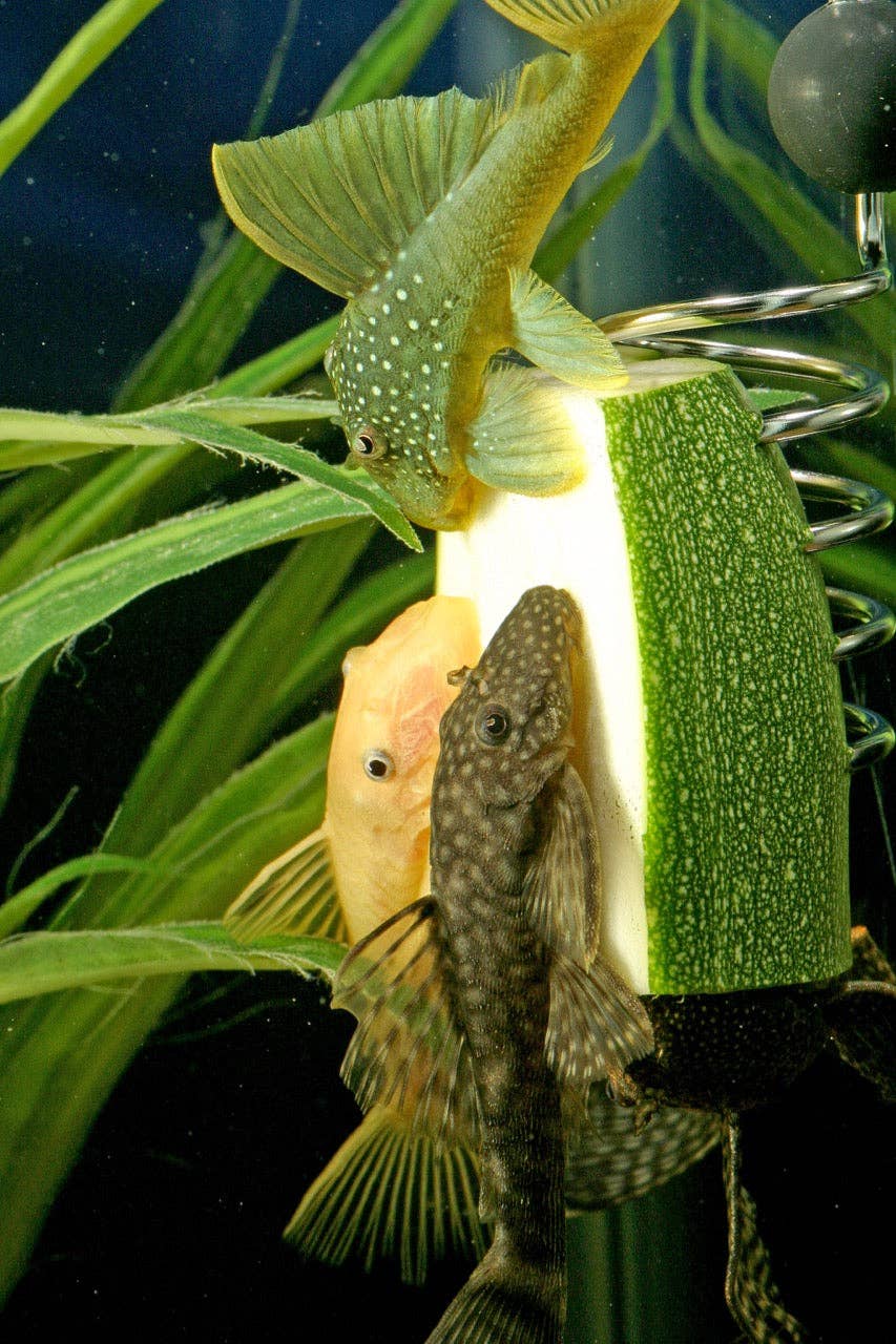 The Pleco Feeder - Wholesale Pet Food - Not Cat/Dog - The Pleco Feeder - CUSTOMER FAVORITE fish/aquarium/pet shops9