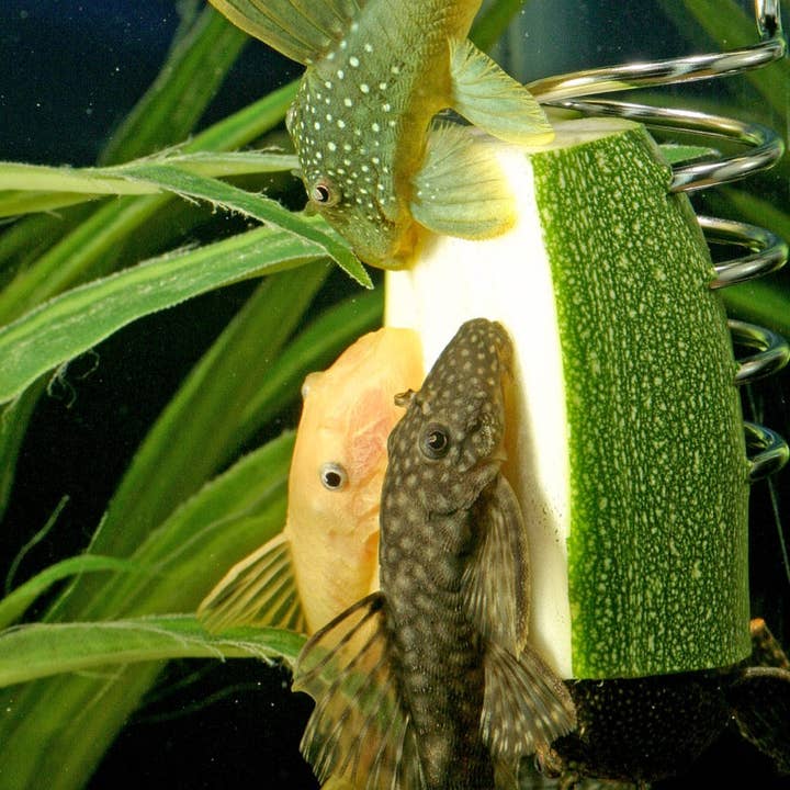 The Pleco Feeder - Wholesale Pet Food - Not Cat/Dog - The Pleco Feeder - CUSTOMER FAVORITE fish/aquarium/pet shops10