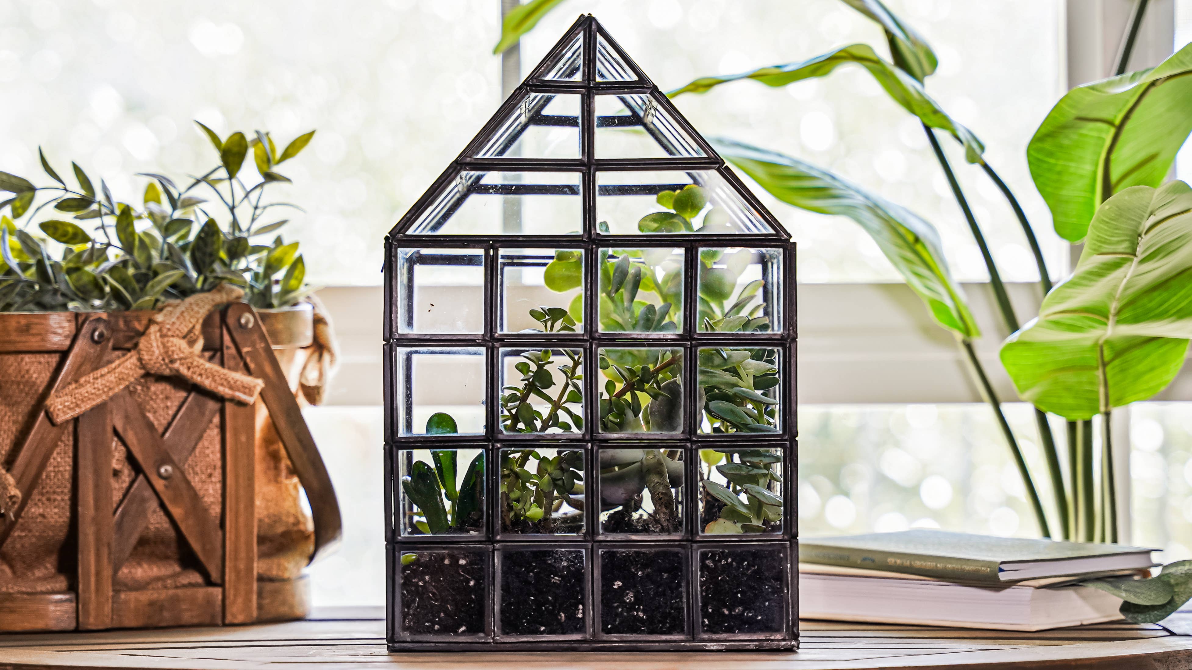 Urban Born - Wholesale Terrarium - Glass Terrarium Lattice, Large, 8x8x12"2