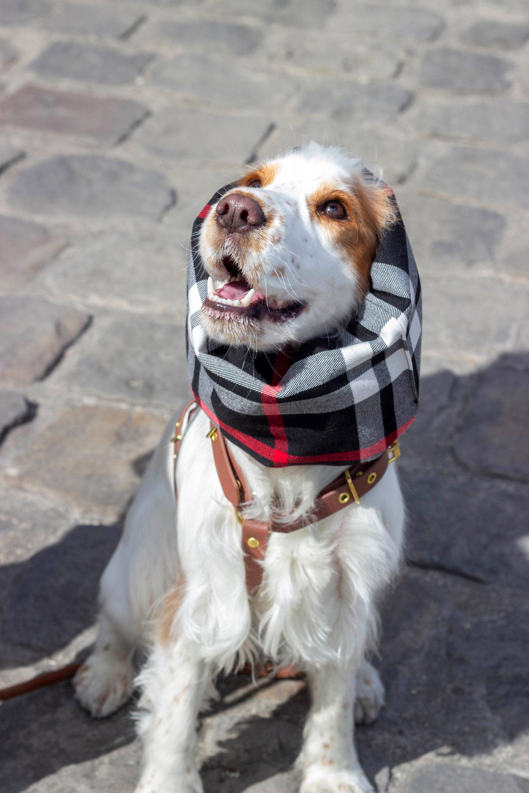 Atelier Markiz - Wholesale Pet Snood - Dog - Waterproof and reversible Oban snood3