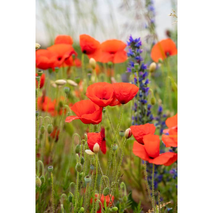 Photography Print "Fields of Poppies" • England, Floral for wholesale by Andrea Morris Art