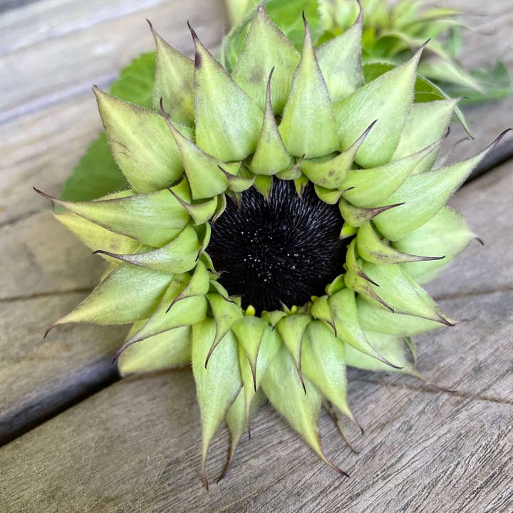 SunFill™ Purple Sunflower for wholesale by Bear Creek Farm