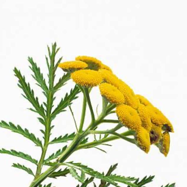 Perfectly Calibrated - Wholesale Facial oil - Clarifying Face Oil1