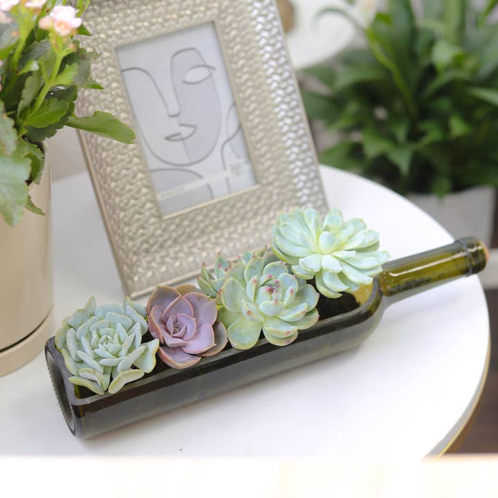 Best Plant Friend - Wholesale Succulent - Succulent Wine Bottle Arrangement - Live Succulents