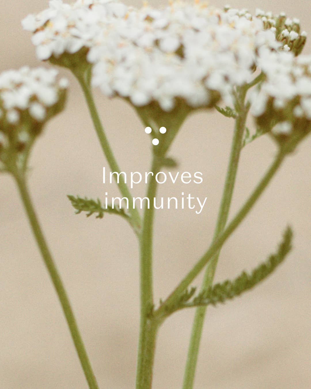 Plūkt – wholesale Loose tea – Yarrow Tea - loose tea, certified organic, herbal tea3