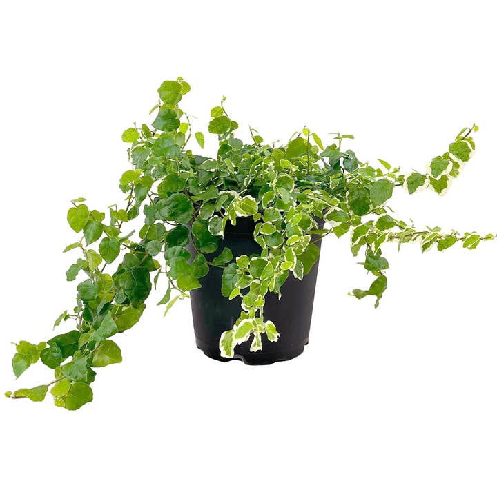 Best Plant Friend - Wholesale Live Plant - Variegated Creeping Fig 6-inch, Fast-growing Evergreen Vine