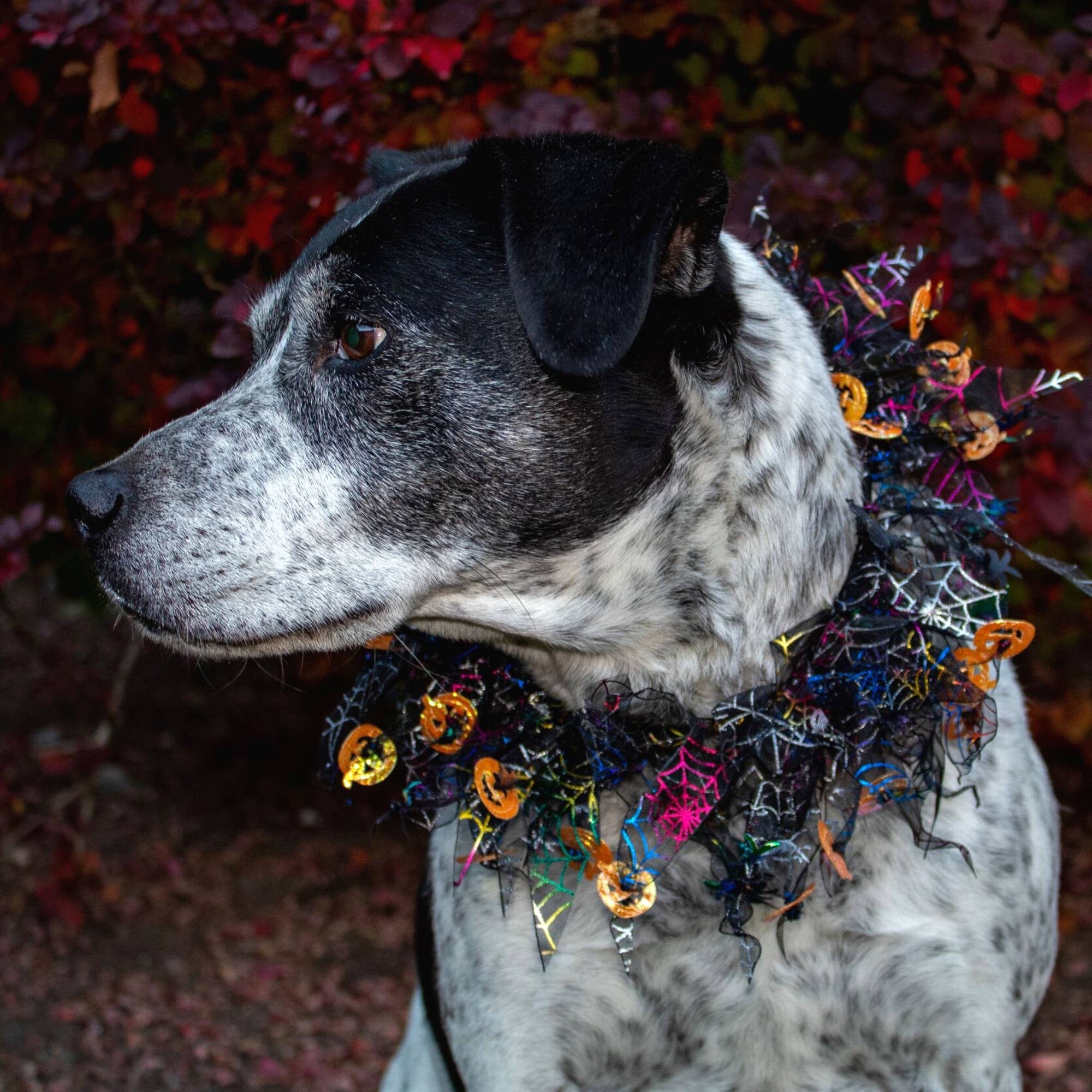 Midlee Designs – wholesale Pet collar – Dog – Midlee Pumpkin & Spider Web Halloween Decorative Dog Collar5