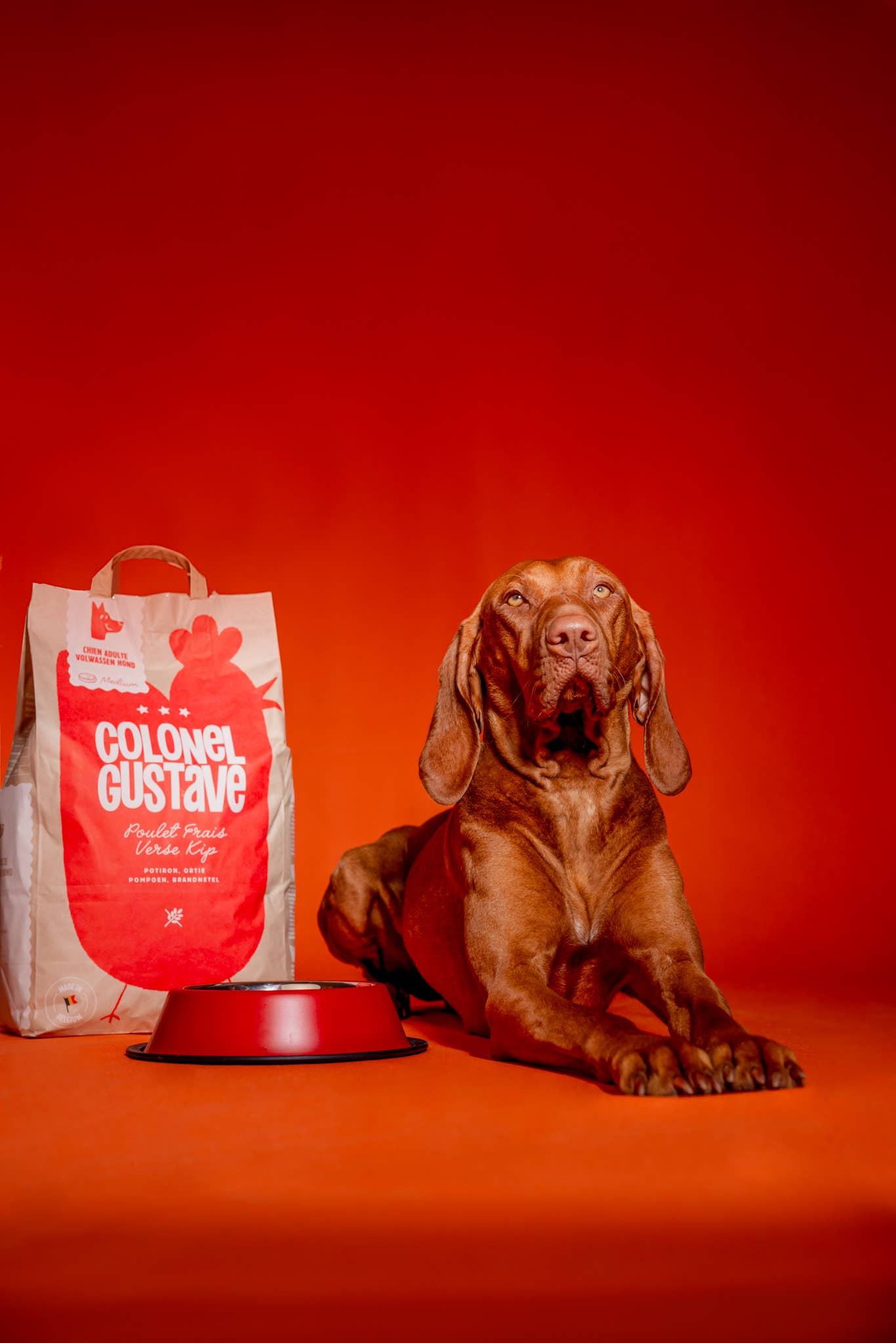 Colonel Gustave - Wholesale Pet Food - Dog - Adult dog food - Fresh chicken1