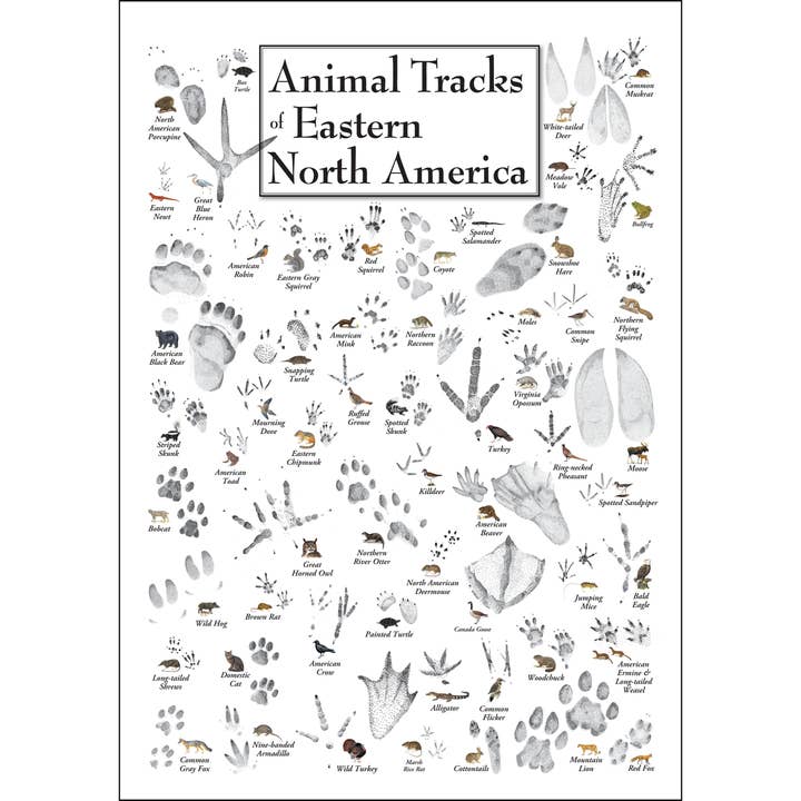 Earth Sky + Water - Wholesale Poster - Animal Tracks of Eastern North America Poster