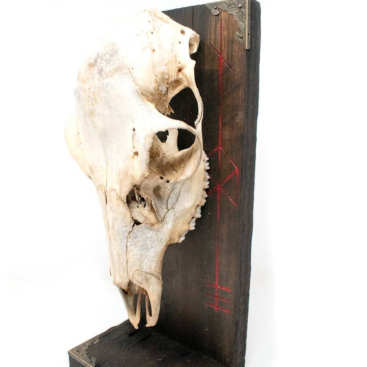 Odin bindrune deer skull altar for wholesale by Oreamnos Oddities