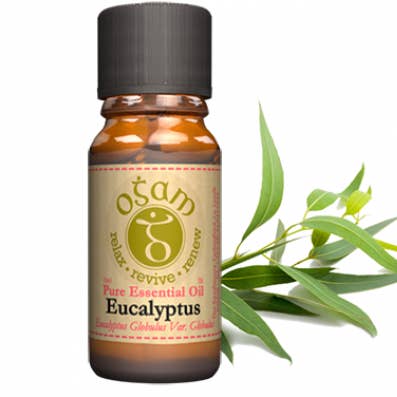 Eucalyptus pour la vente par Ogam Oils