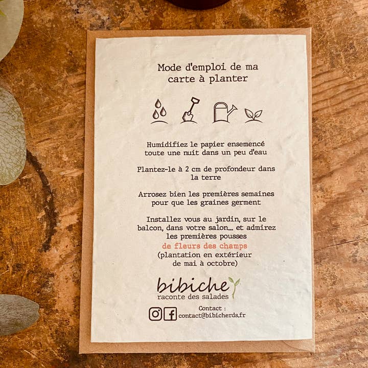 Bibiche Raconte Des Salades - Vendita all'ingrosso Semi di piante - Scheda vegetale - Basilico (Ocimum basilicum)