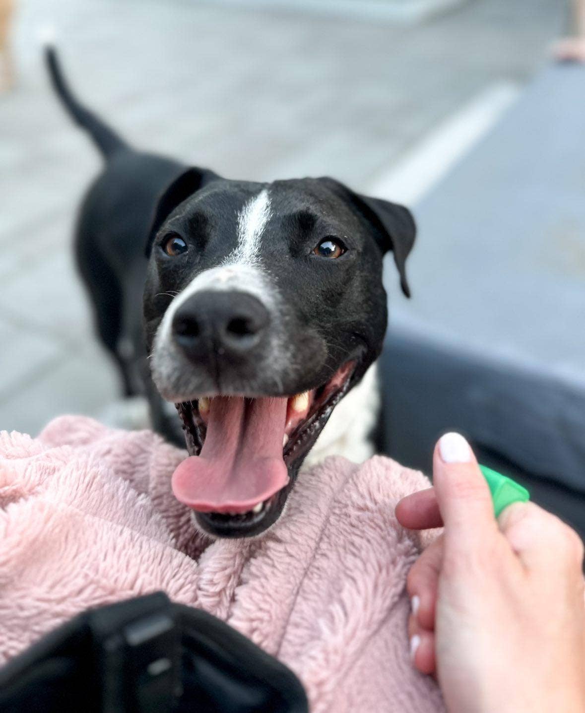 Clicker King - Wholesale Pet Training Whistle - Dog - Premium Pet Training Clicker Ring - Flex Clicker™13