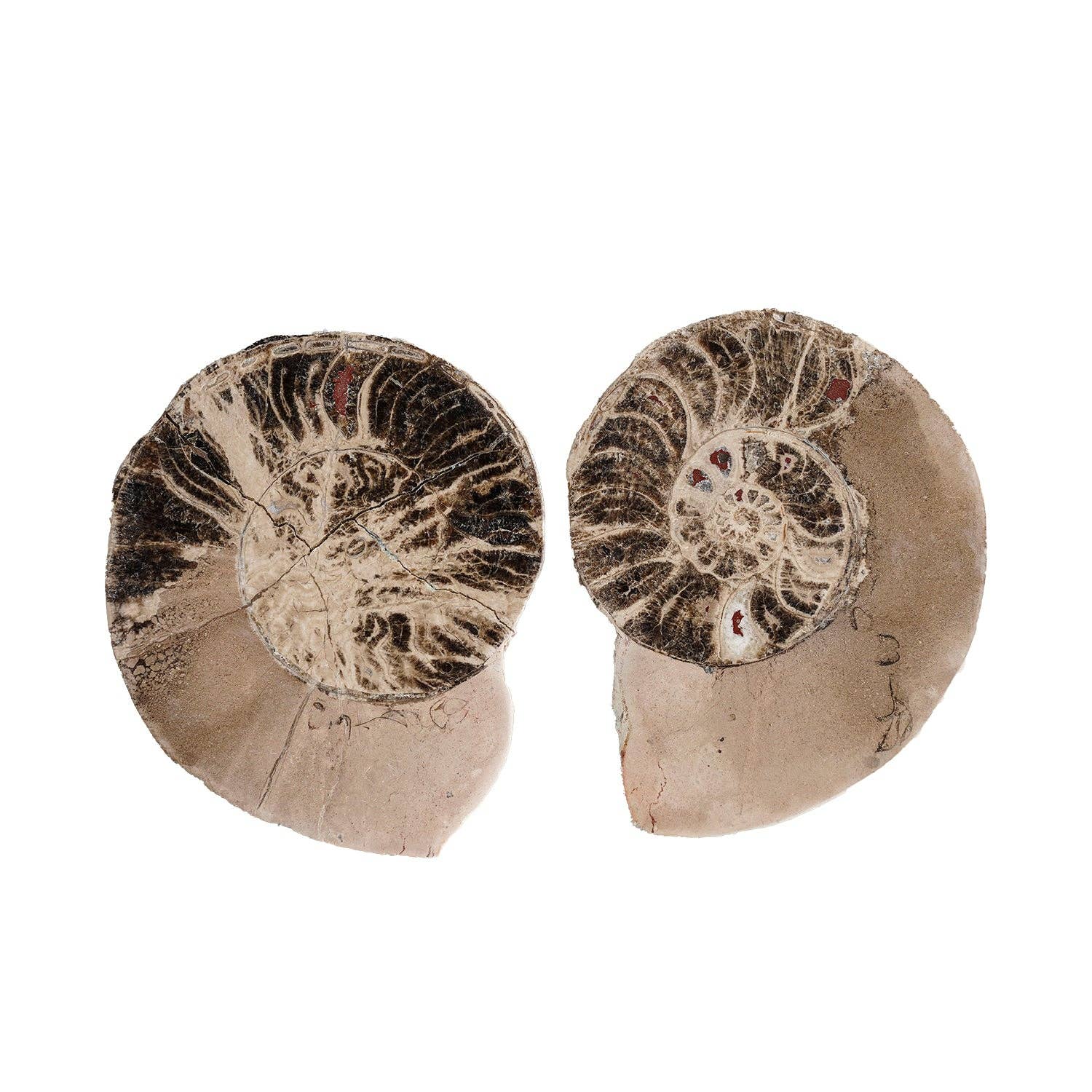 Blue Ocean Traders - Wholesale Spiritual Stone/Crystal - Split Polished Ammonite Pair0