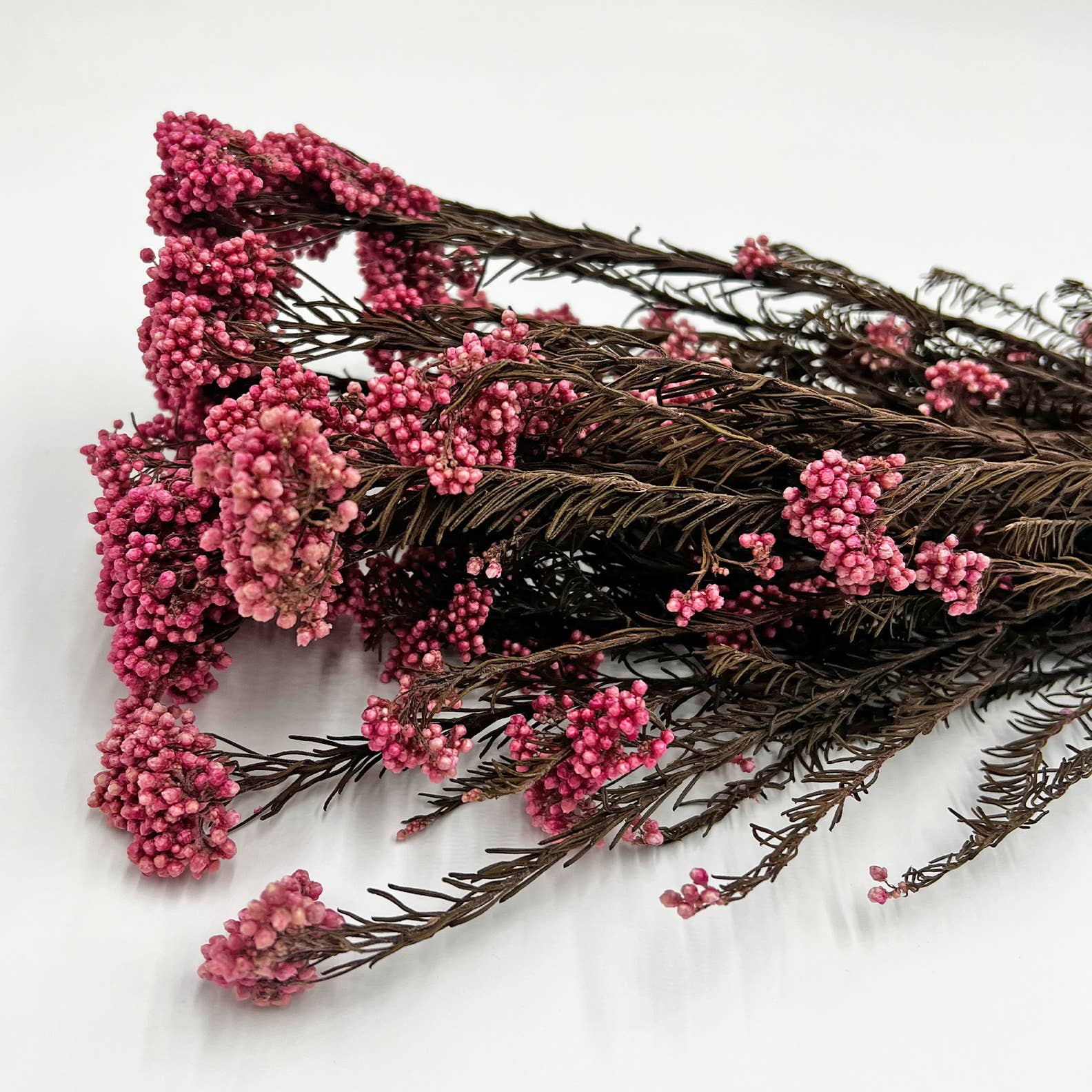 2626 Designs – Engroshandel Tørrede/pressede blomster – Konserveret hirse og risblomst - Immortelle og Ozothamnus blomster38