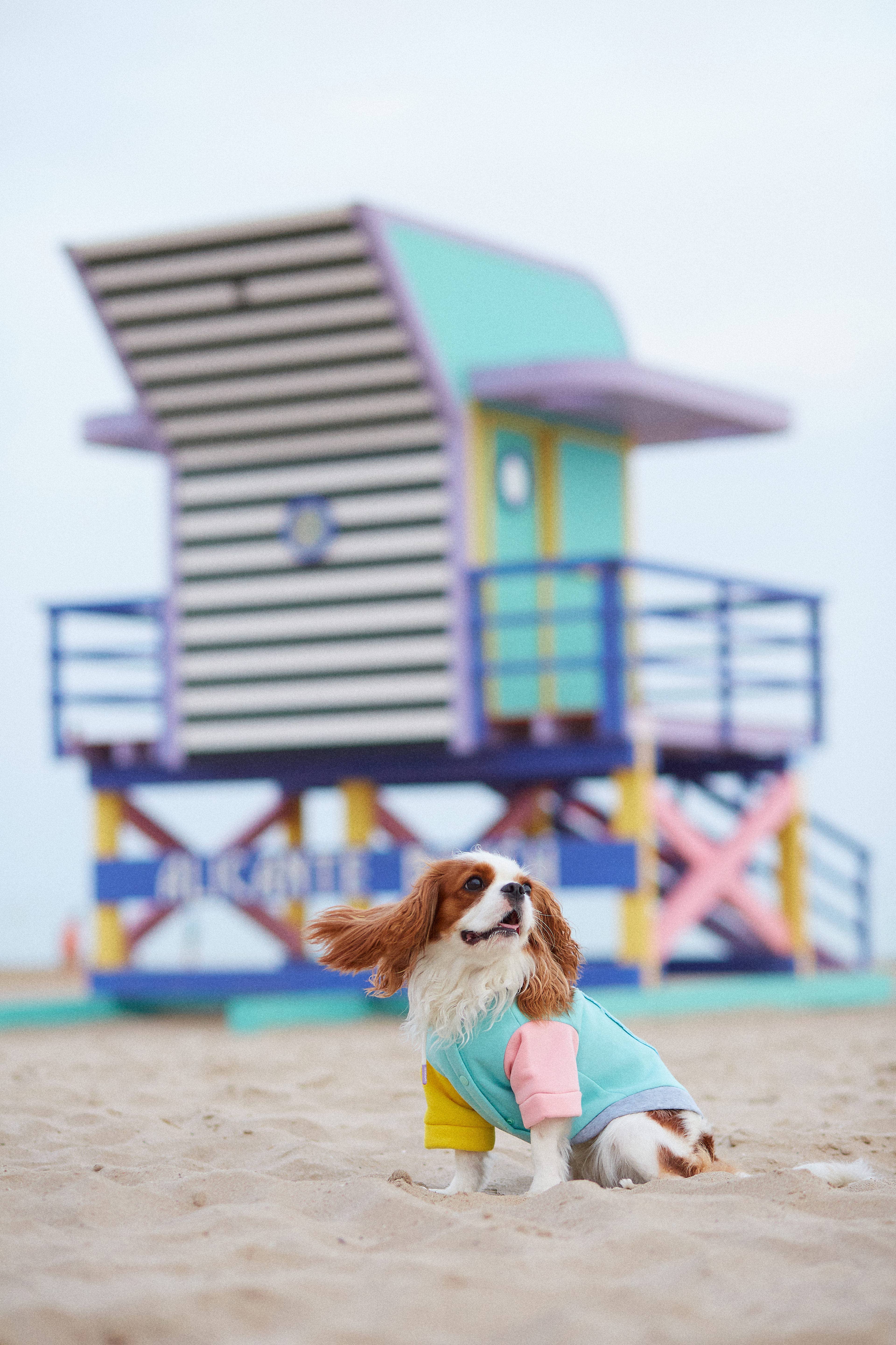 ARISTOPET - Wholesale Pet Hoodie - Dog - AUGUSTO AQUA HOODIE SWEATSHIRT11