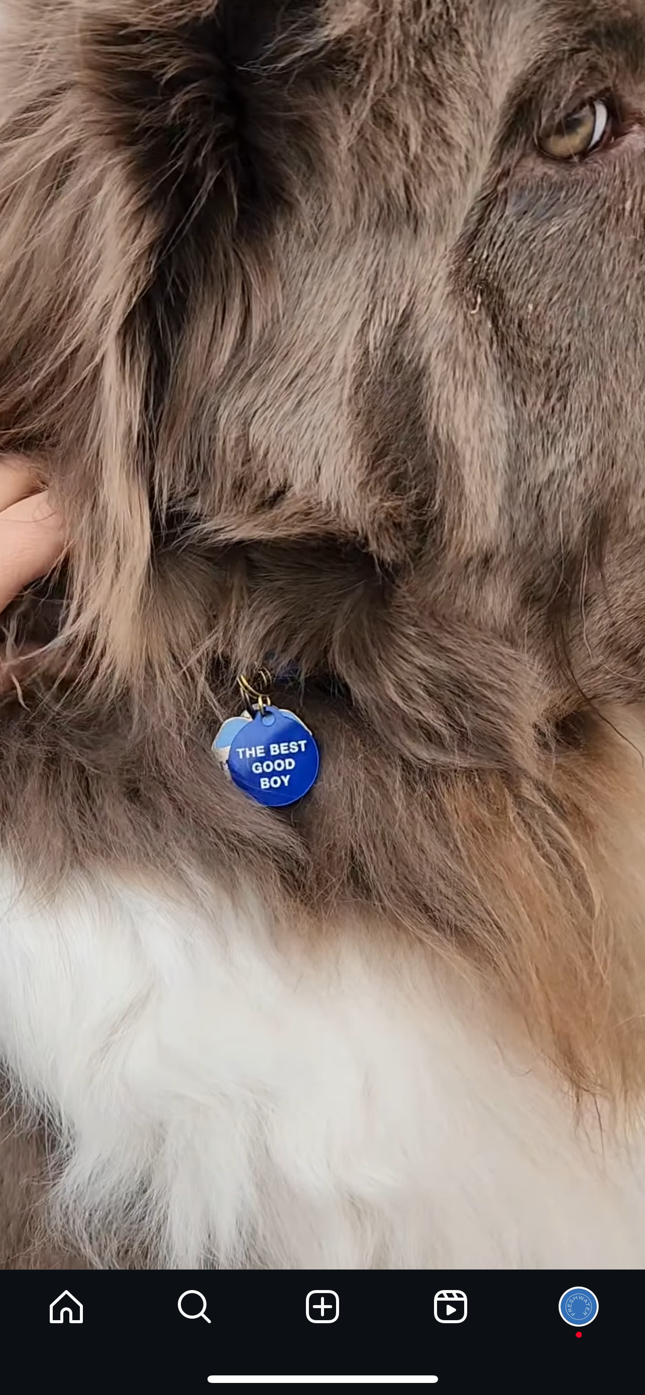 Freshwater Curated Goods - Venta al por mayor Chapa de identificación - Gatos y perros - Placa para mascota The Best Good Boy4