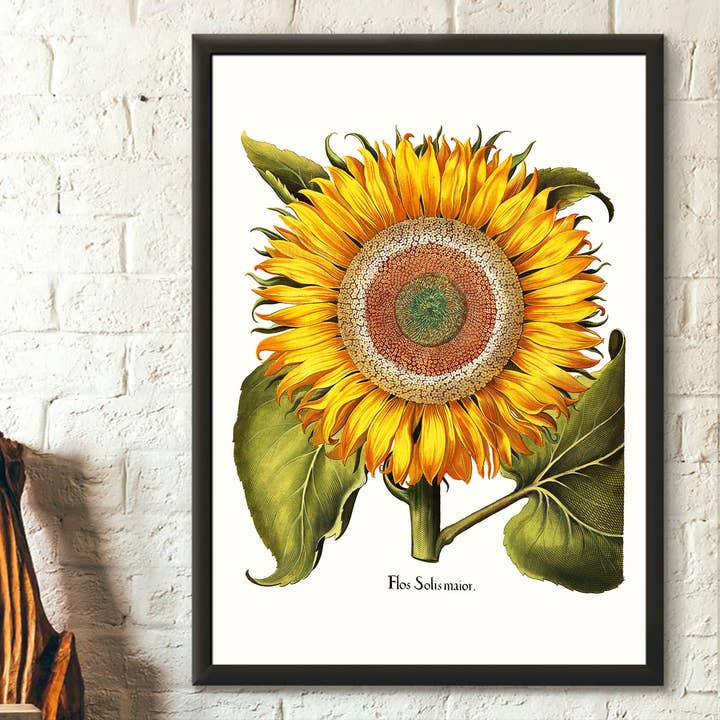 1613 Basilius Besler Stampa botanica a forma di girasole per la vendita all'ingrosso da parte di Vintage Wall Graphics