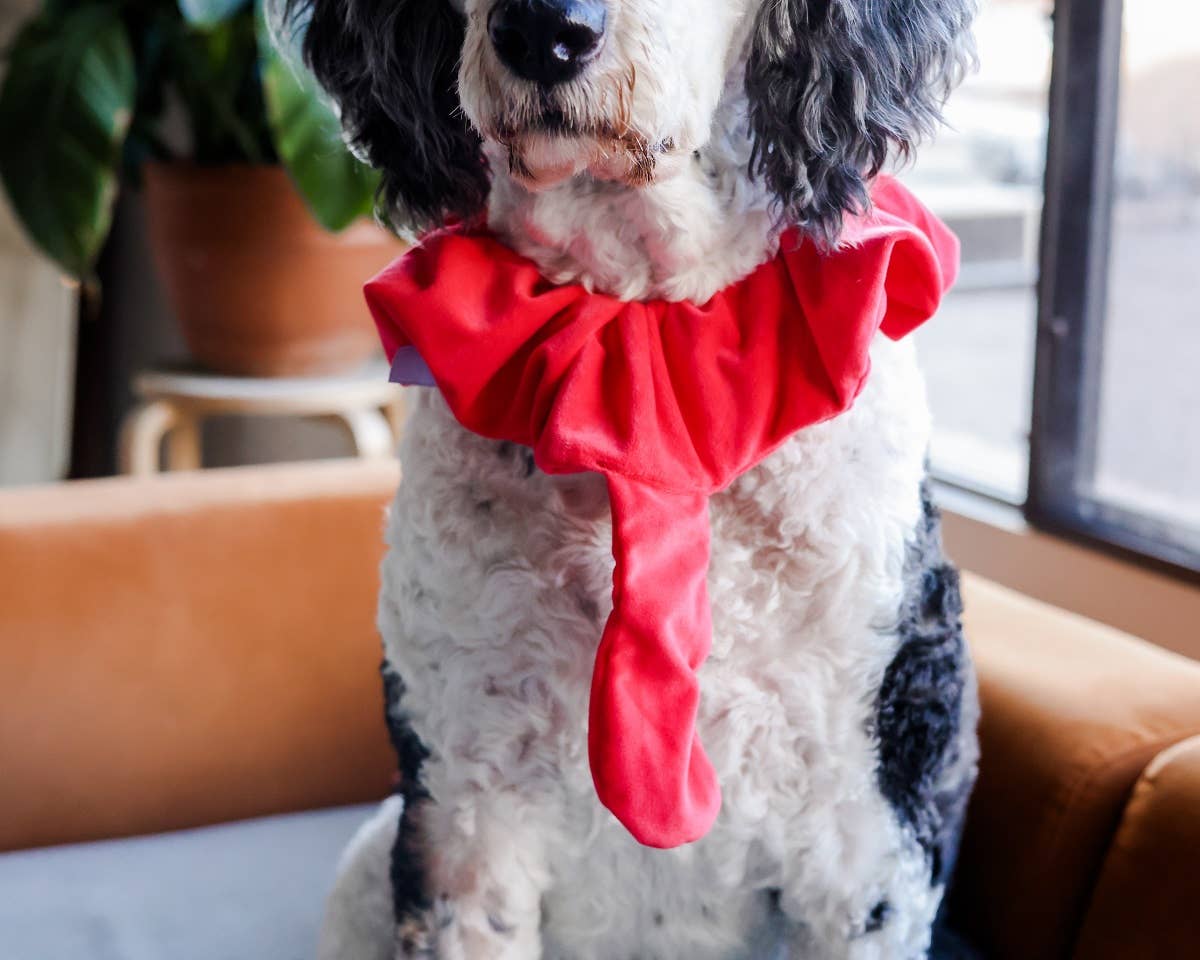 Midlee Designs – wholesale Dräkt - Hund – Midlee Turkiet Skägg & Svans Tacksägelse Kostym7