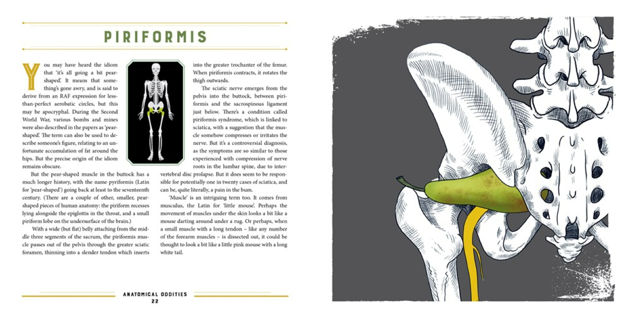 W. W. Norton - Wholesale Science & Math - Anatomical Oddities6