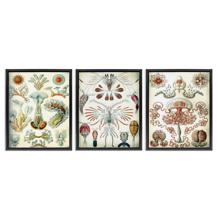 Vintage Microscopic Crustaceans Floater Framed Art for wholesale by Stupell Industries