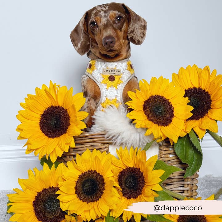 Cocopup London - Wholesale Pet Harness - Dog - Sunflower Patch Adjustable Neck Harness26