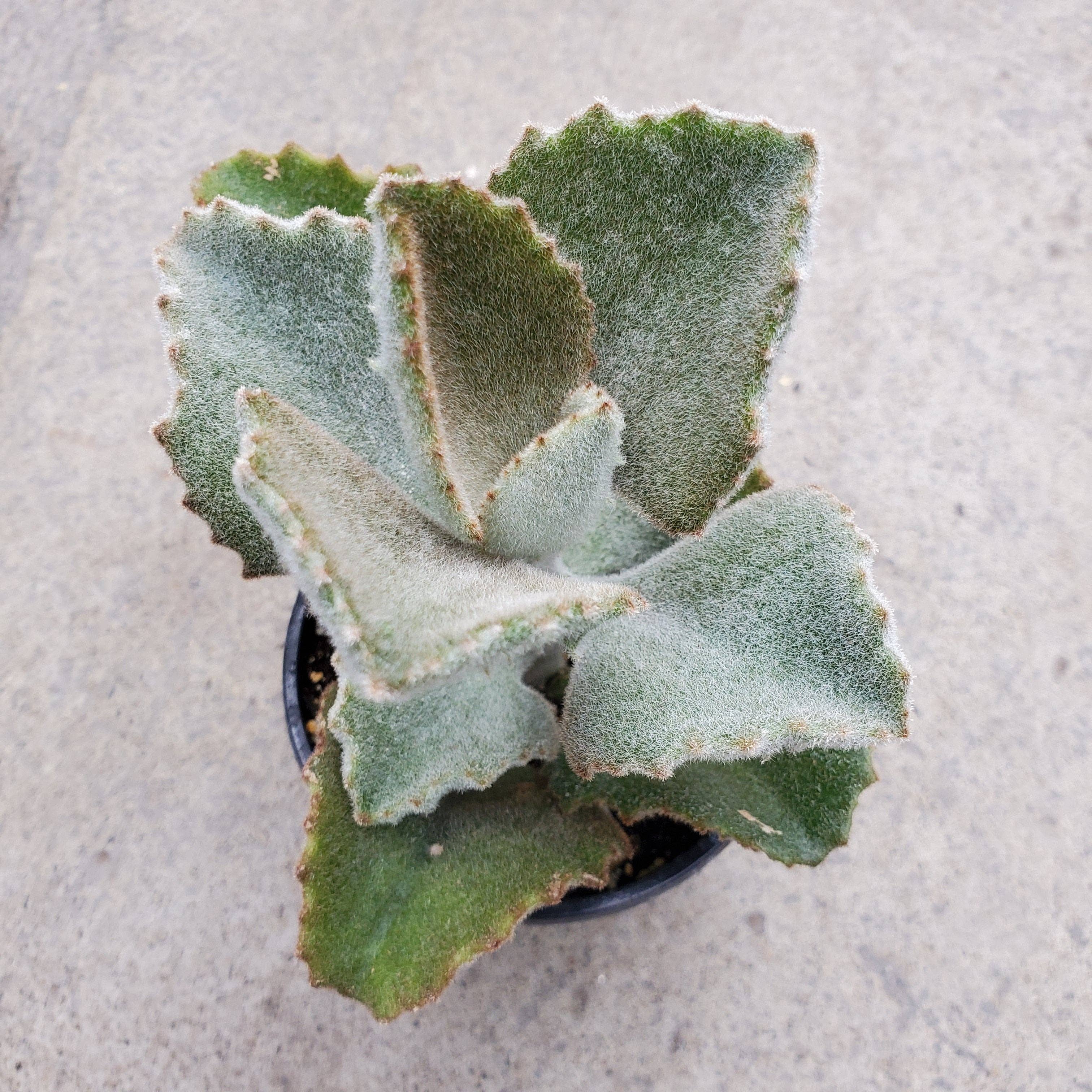 Best Plant Friend - Vente Succulentes - Kalanchoe beharensis 'Fang' - Pot de culture de 5 cm0