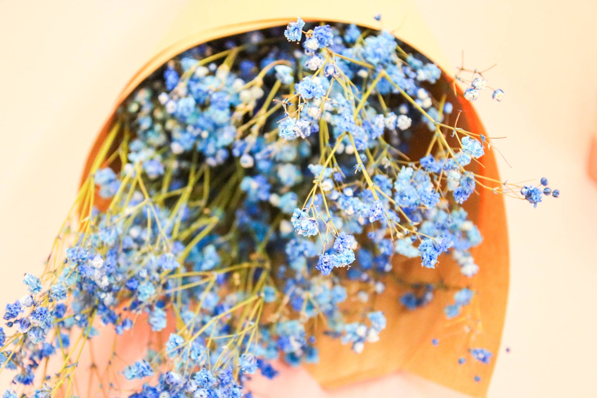 Wildestdreams.flowers - Wholesale Dried/Pressed Flowers - Dried Blue Gypsophila Baby's Breath 2