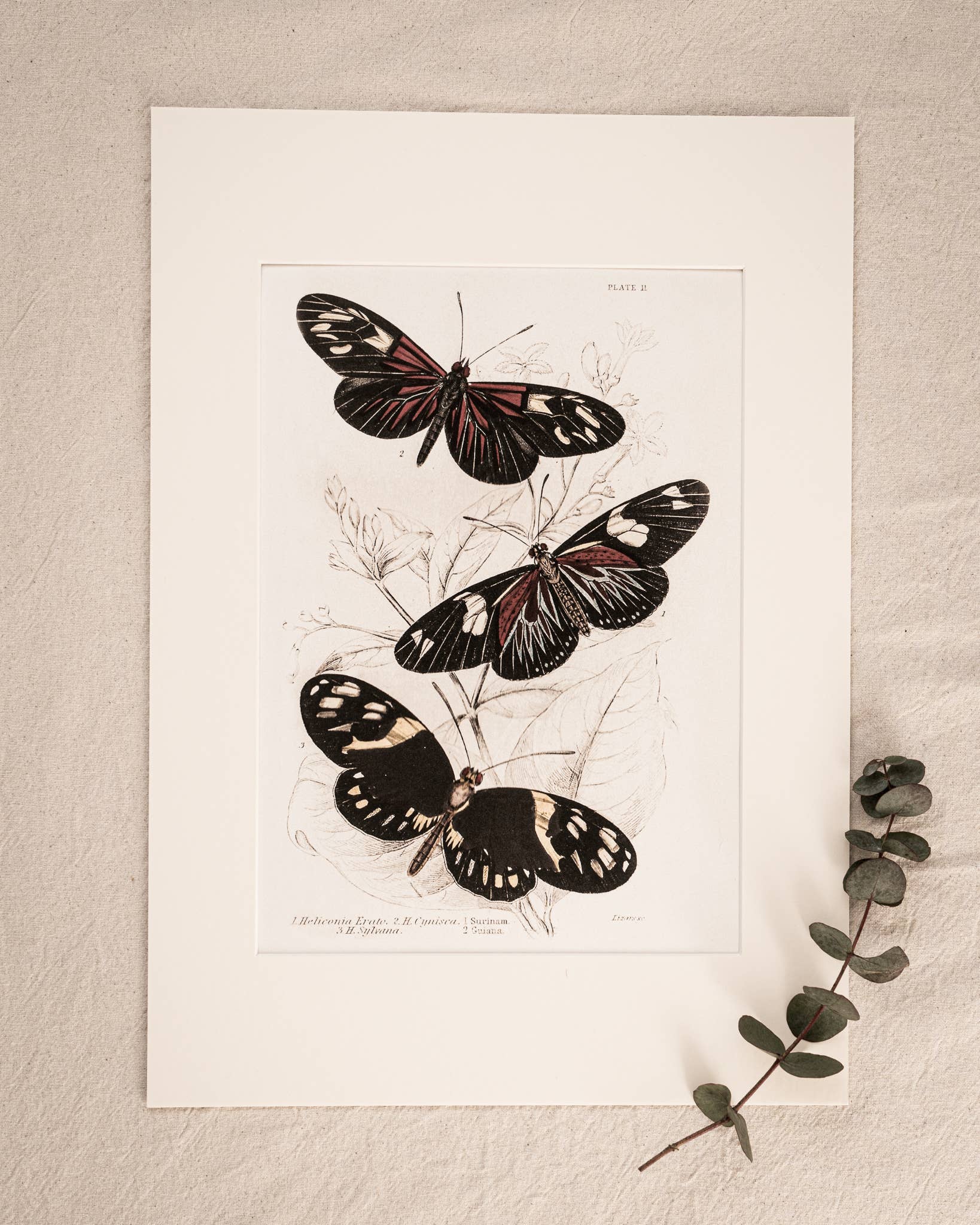 Coultura - Wholesale Gallery Wall Set - Framed Gallery Wall Set – Vintage Butterfly Botanical Art Prints (Set of 6, Black Noir Frame)13