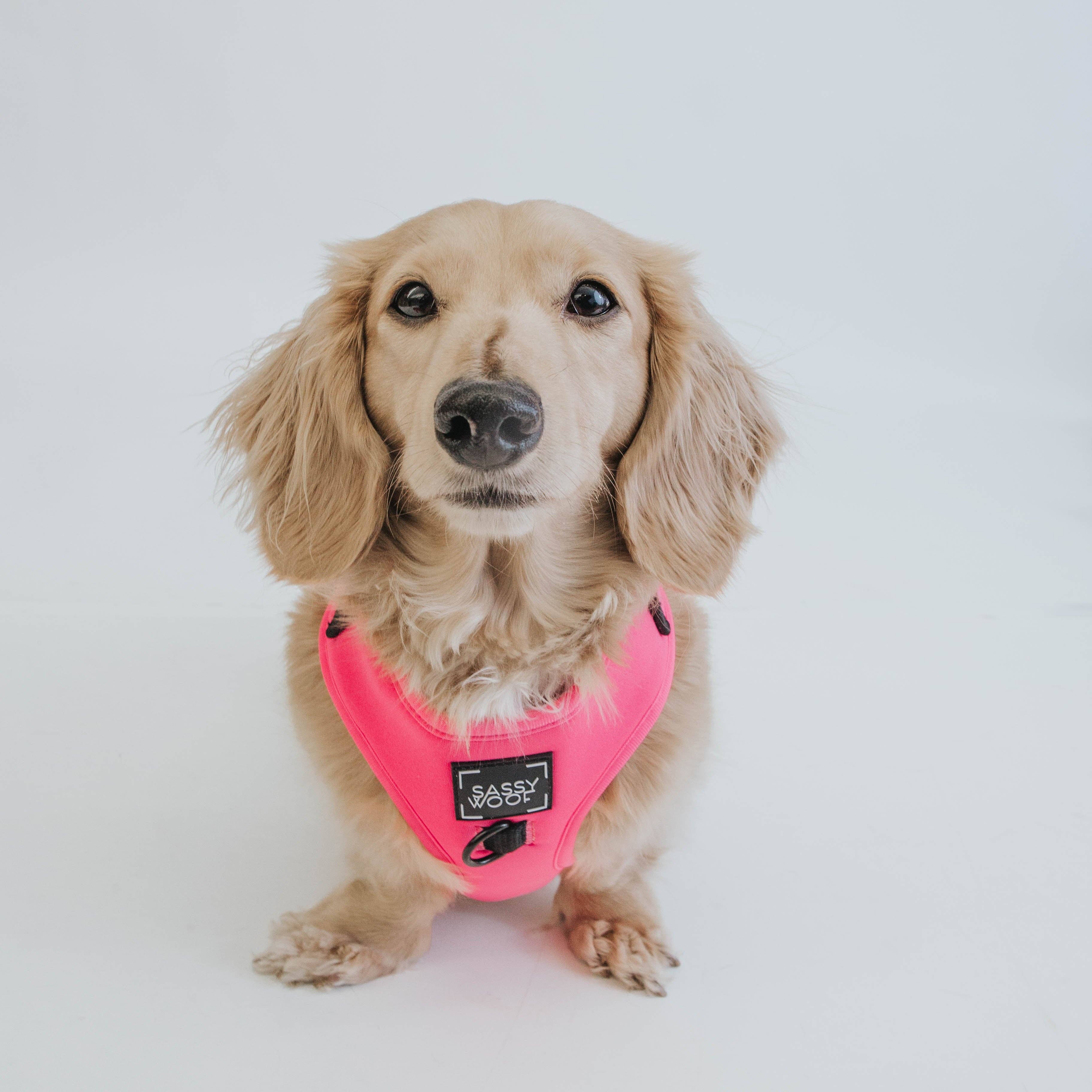 SASSY WOOF - Wholesale Pet Harness - Dog - Dog Adjustable Harness - Neon Pink5