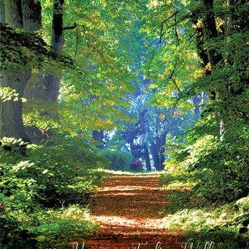 Single Cards: Get Well Forest Path (6 Pack) for wholesale by Divinity Boutique