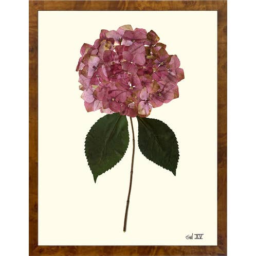 Homegrown Art Co - Wholesale Art Print - Garden Rose Pressed Hydrangea XV - Framed Botanical Art Print