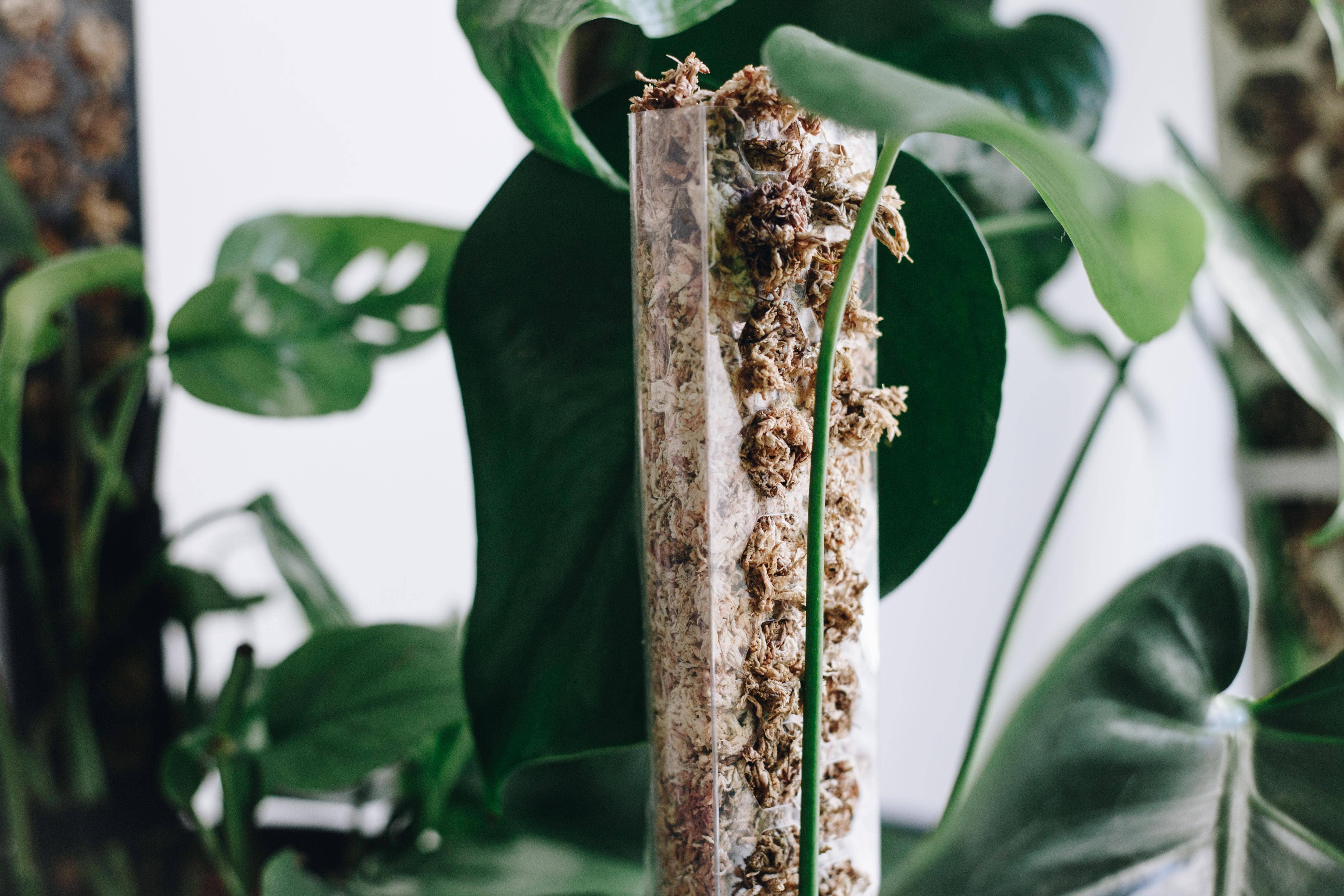 PlantScraper - Wholesale Trellis - Extendable D Shaped Moss Pole for Climbing Houseplants2