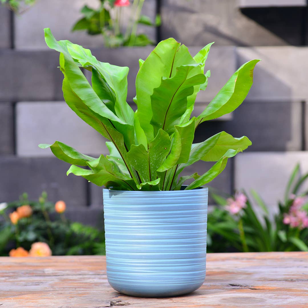 Greenship Garden USA - Wholesale Plant Pot - GreenShip Set of 4 Hand Carved Planters , W. 7.88"x H. 7.88"1