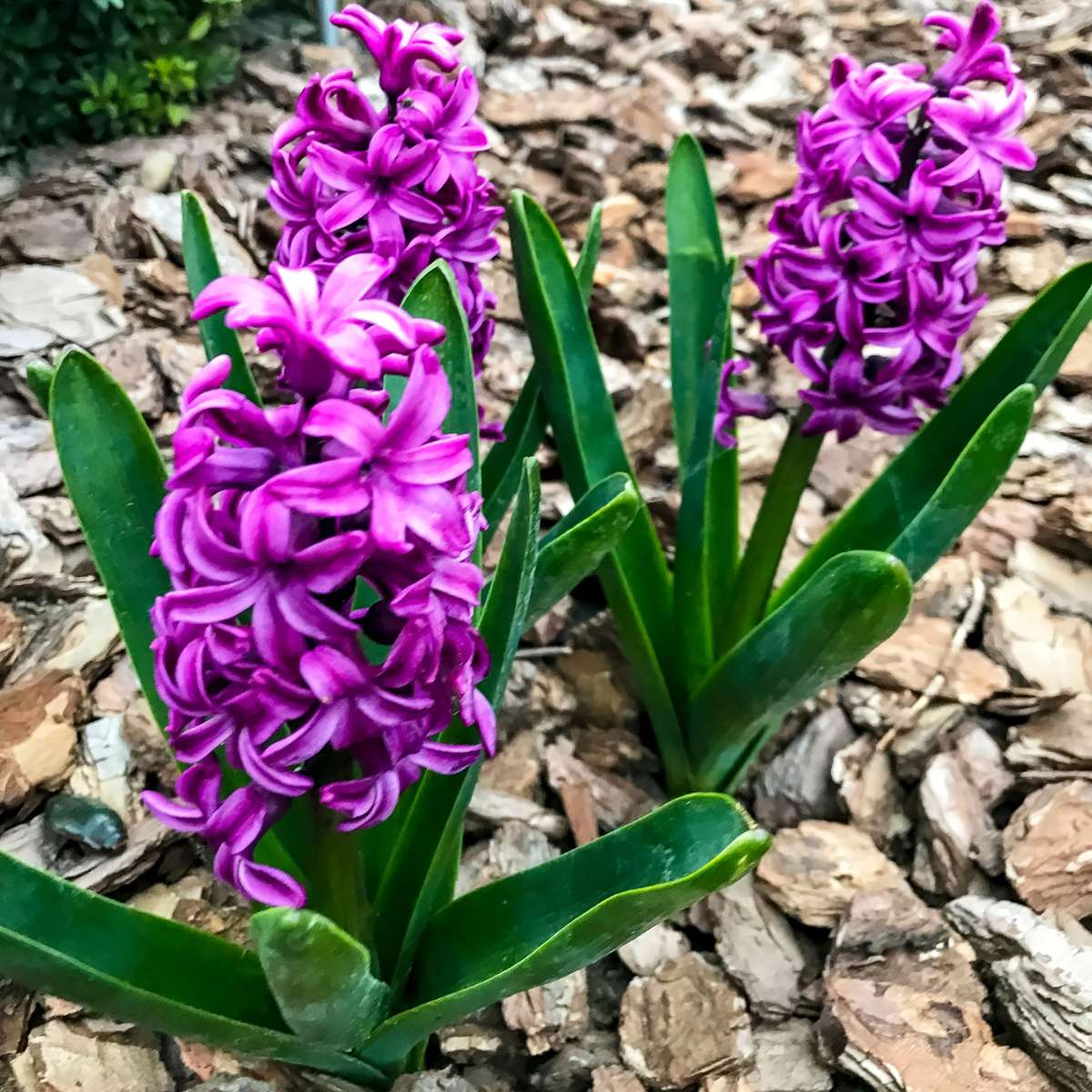 Oasis of Life - Wholesale Live Plant - Hyacinth bulbs – 10 flower bulbs – Hyacinthus "Purple Voice" – Fragrant purple spring bloomers – Flower bulbs for garden, bed & pot – Height 20–30cm – Hardy & easy to care for1
