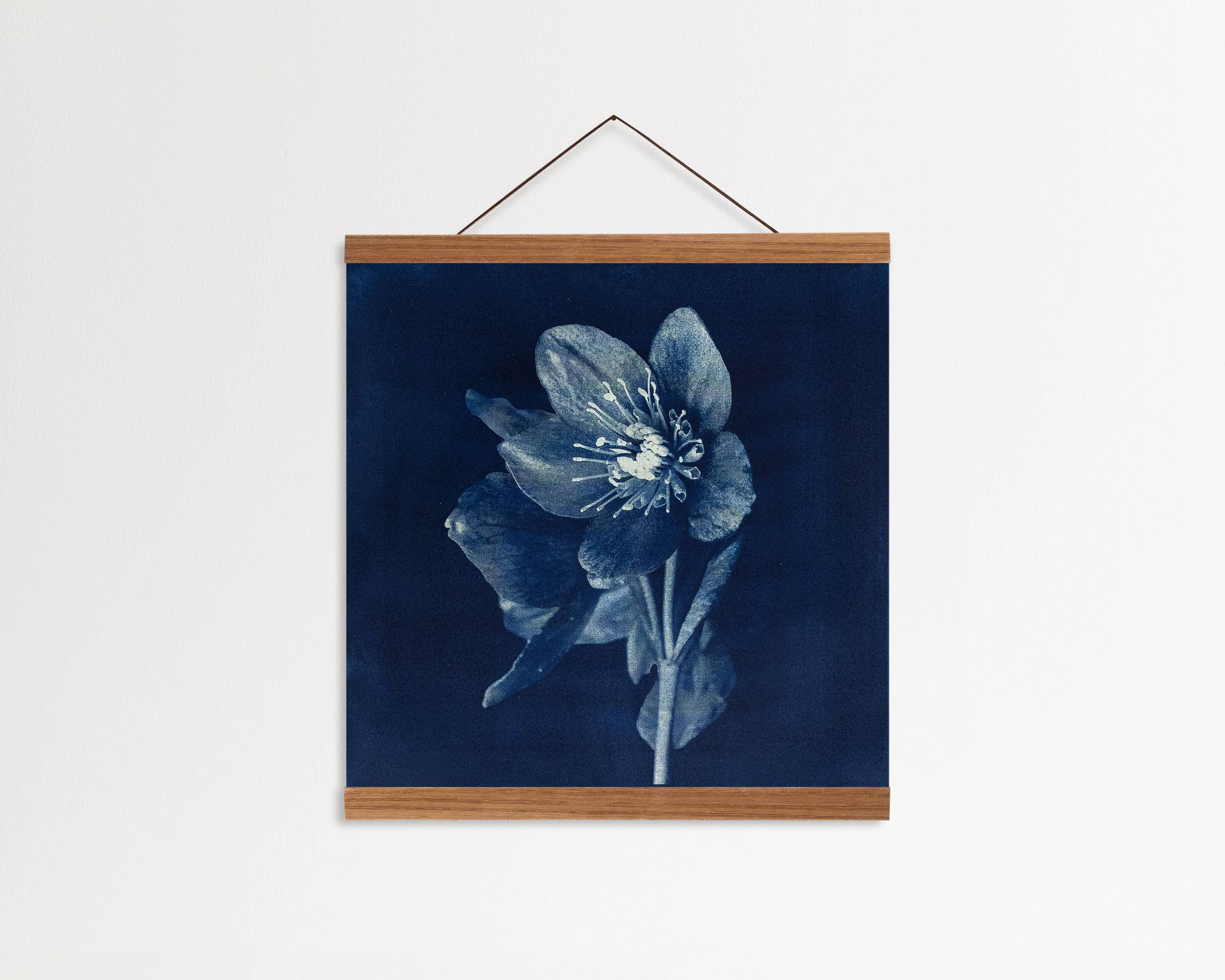Wild Folklore by Alyson Brown - Wholesale Art Print - Hellebore I - Fine Art Flower Print1