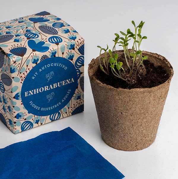 Resetea - Wholesale Plant Seeds - Say it with flowers "Congratulations" 💐2