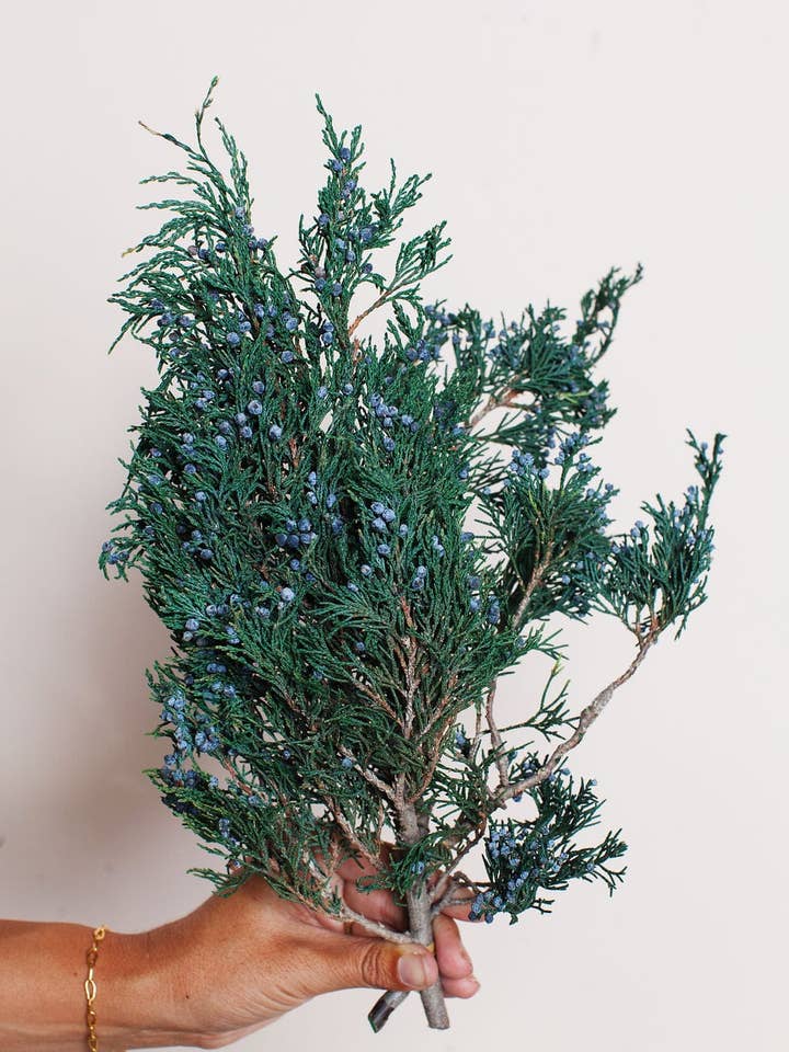 Preserved Juniper for wholesale by Idlewild Floral Co.