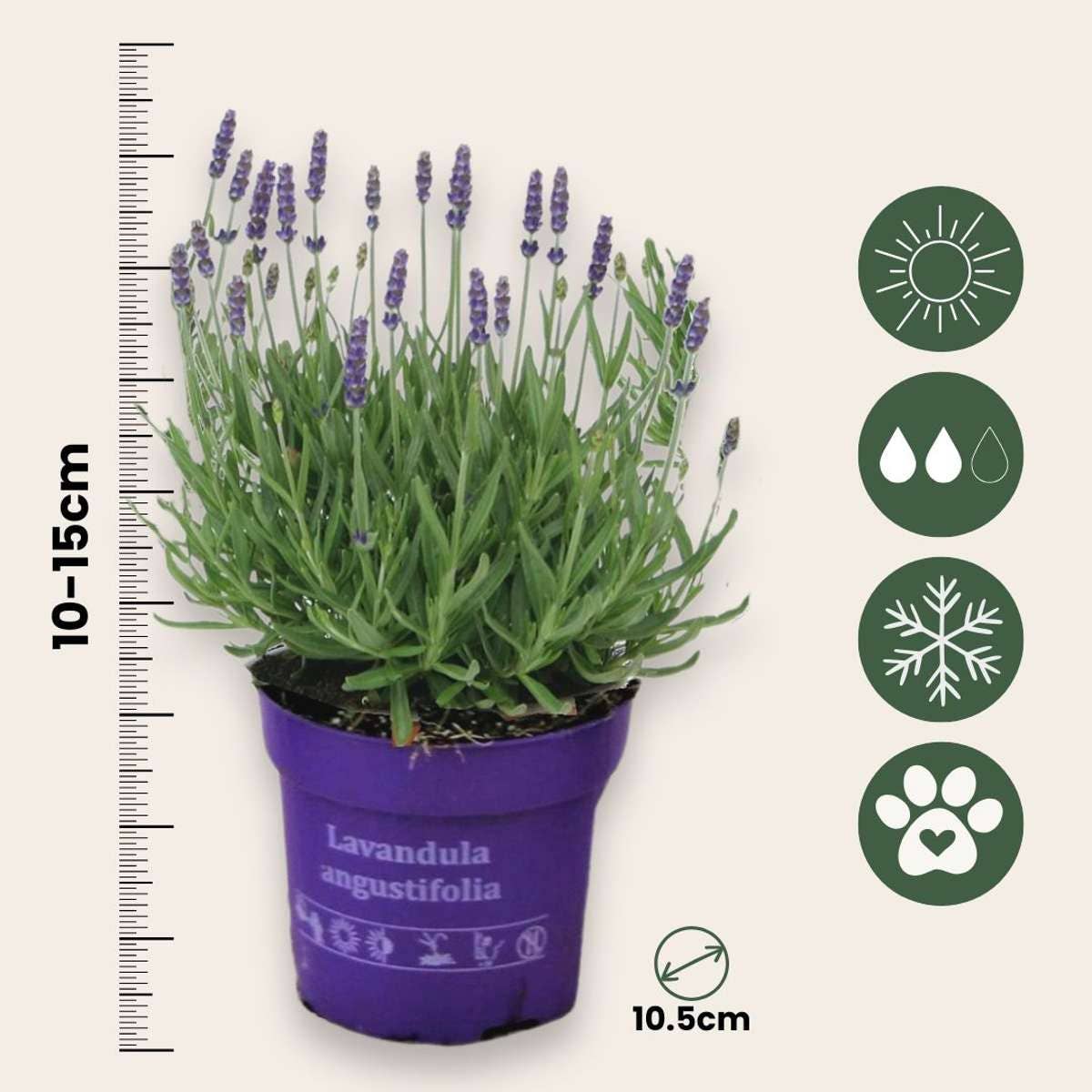 Oasis of Life - Vente Plante - Lavande – 6 plantes – Lavandula angustifolia – Hauteur 10–15cm – Ø11cm – Vraie lavande parfumée pour jardin, balcon & cuisine – Amie des abeilles, résistante au froid & facile d'entretien2