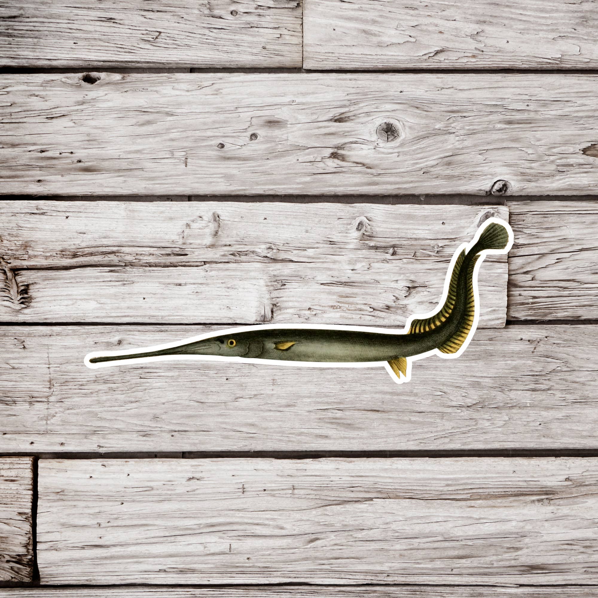 NatureCuts - Wholesale Sticker - Freshwater Gar Sticker, Fish Sticker, Fishing Sticker