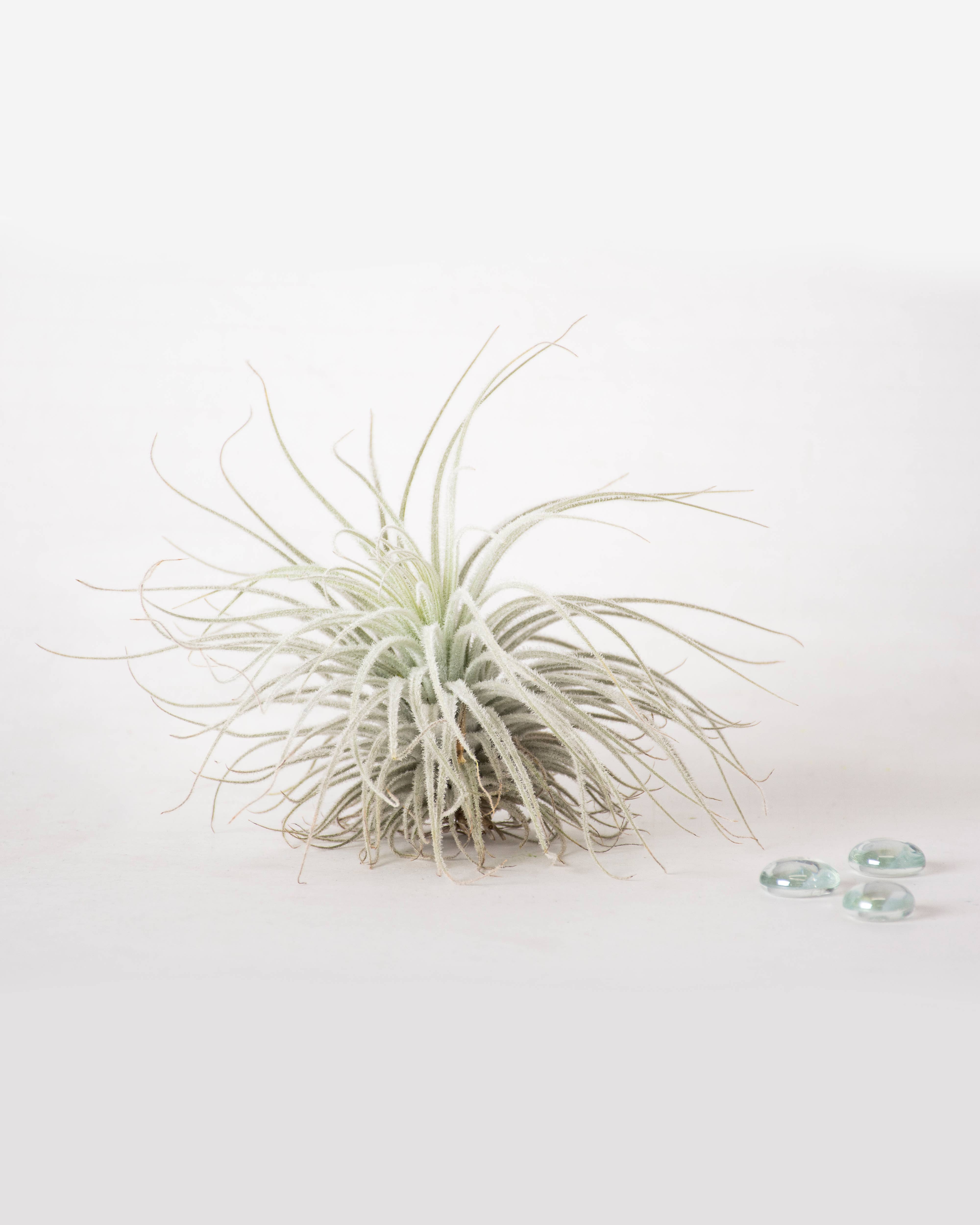 SuperMoss - Wholesale Live Plant - Tillandsia Tectorum Ecuador Air Plant2