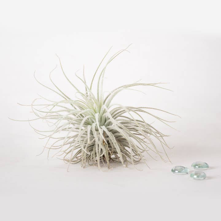 SuperMoss – Engroshandel Ægte plante – Tillandsia Tectorum Ecuador Luftplante2