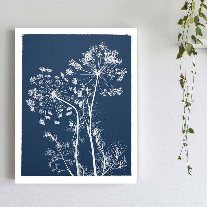 Dill Flowers I Cyanotype Botanical Print for wholesale by Little Green Herbaria